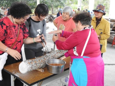 花蓮分署在南華林業園區舉辦培植段木香菇與黑木耳的體驗活動，參與學員正在體驗植菌。